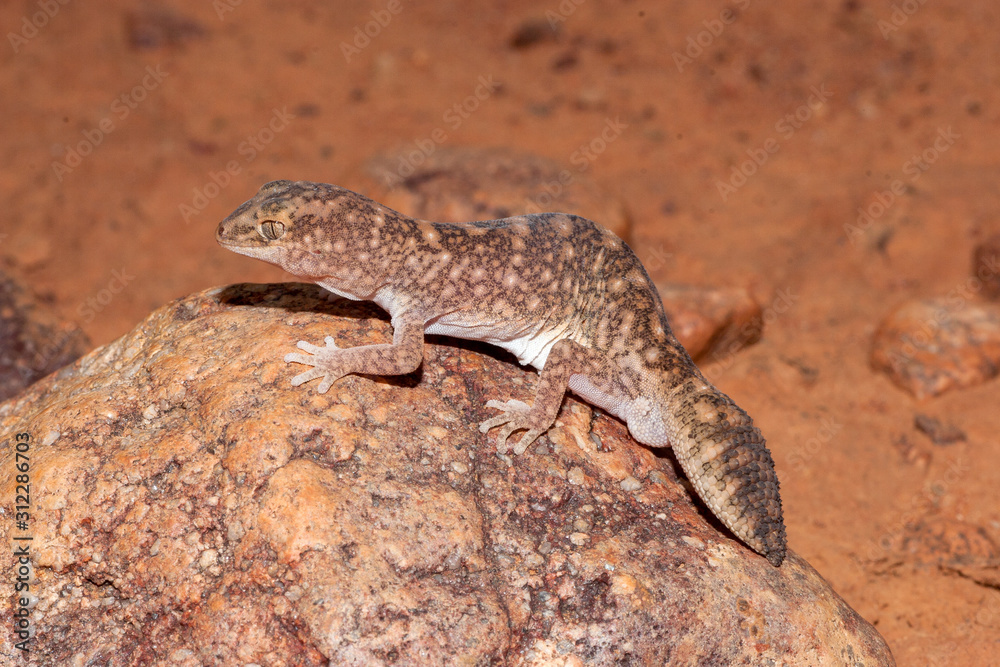 Australian Fat-tailed gecko resting on rock Australian Fat-tailed gecko resting on rock