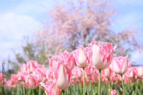 dwukolorowe-tulipany-kwitnace-w-klombie-przed-kwiatami-wisni