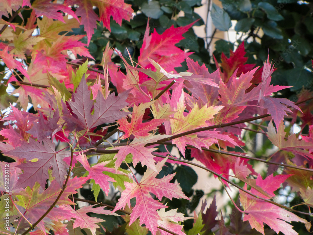 Red, purple autumn leaves of Canadian maple. Red maple is a very decorative plant for landscape design. Red, purple autumn leaves of Canadian maple. Red maple is a very decorative plant for landscape design.