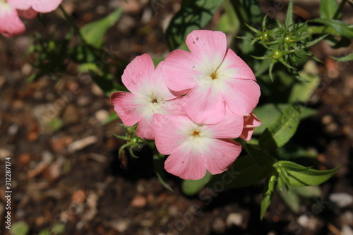 Pink and white 