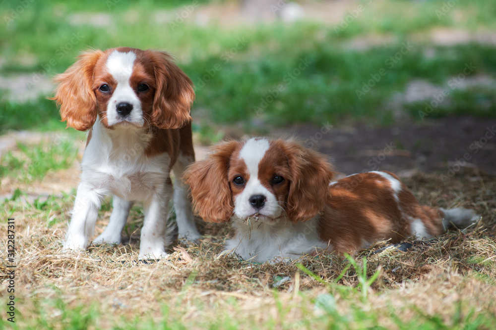 Two young dogs cavalier king charles spaniel sitting on the grass