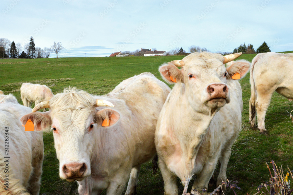 Herd of Charolais cows in a field in the French countryside Herd of Charolais cows in a field in the French countryside