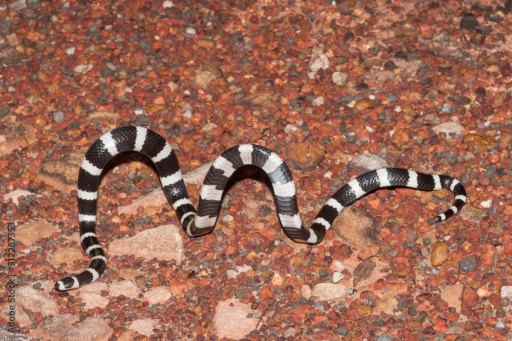 Naklejka premium Bandy Bandy 