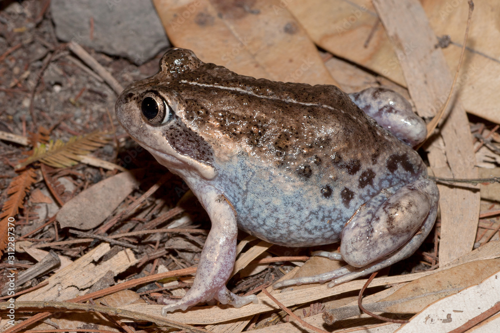 Obraz premium Australian Banjo Frog