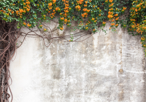 Old cement wall with green vines and flower in garden,Fuzhou,Fujian,China
