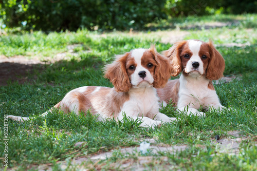 Billede på lærred Two young dogs cavalier king charles spaniel on the grass