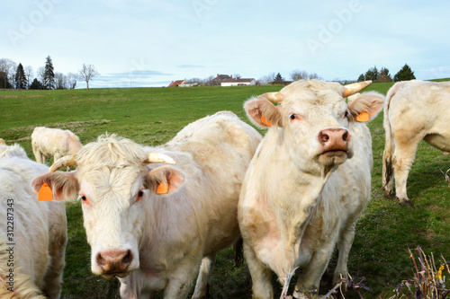 Herd of Charolais cows in a field in the French countryside © jpr03