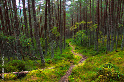 Fotografia Forest in Aberdeenshire, Scotland, UK
