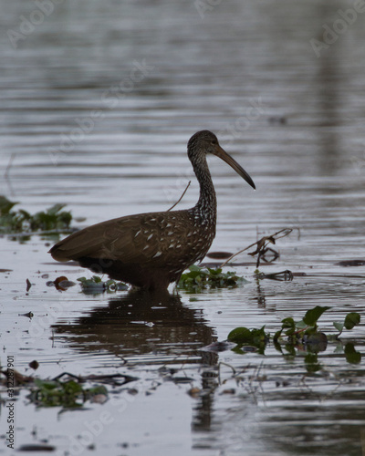 Limpkin(s) feeding on snails in Florida photo