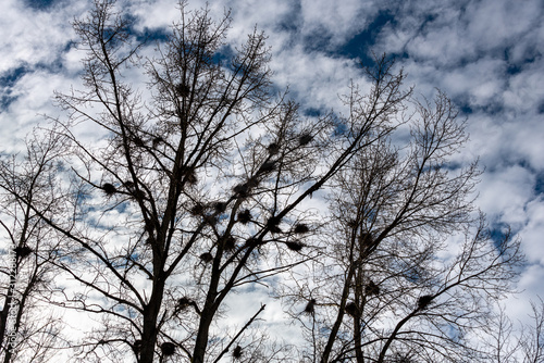 Heron rookery in winter  twig nests silhouetted in leafless trees against a blue sky with white clouds