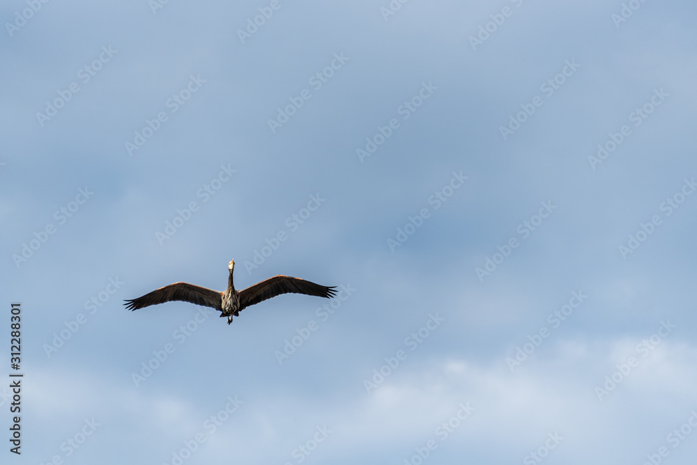 Fototapeta premium Great blue heron flying towards viewer, sunny, blue sky and white clouds in background