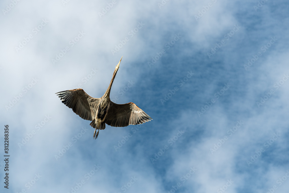 Obraz premium Great blue heron flying towards viewer, sunny, blue sky and white clouds in background
