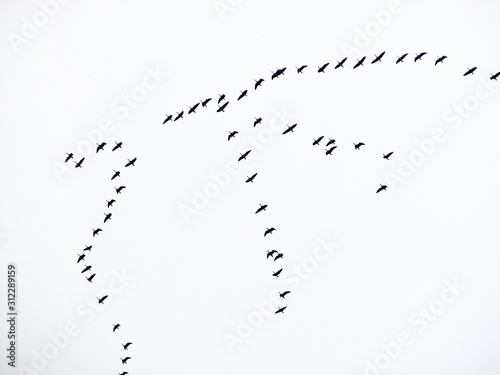 a flock of geese flies south in a wedge in the fall. Birds migrate to warmer climes.