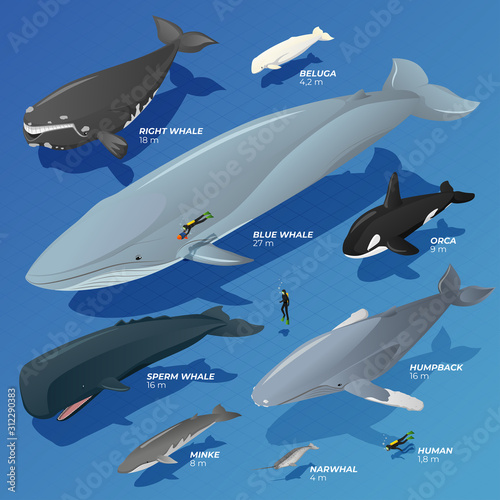 Fototapeta Isometric type comparison of whales