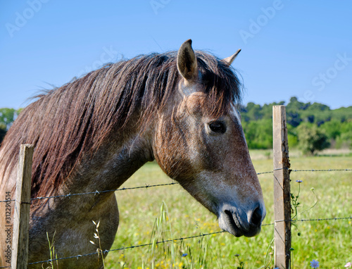 Head shot portrait of Camargue Horse  Equus ferus caballus  in green pasture of region. Brown intermingled with white hairs