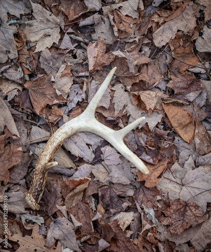 autumn leaves on the ground with a whitetail shed in middle of frame photo