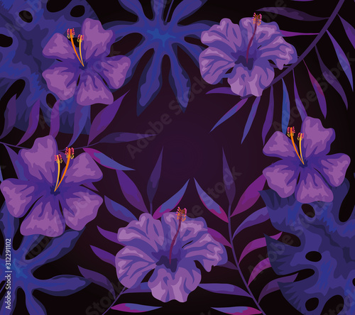 Fototapeta Naklejka Na Ścianę i Meble -  background of flowers purple and tropical leafs vector illustration design