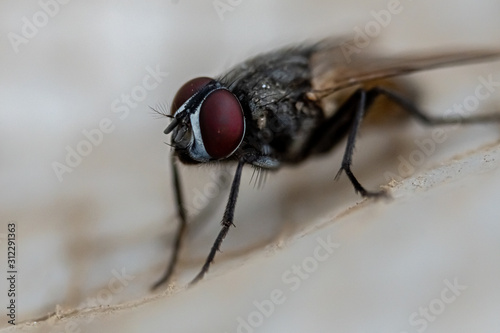 fly on a white background