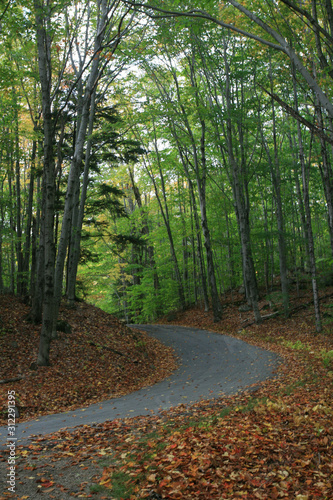 Tall trees in the forest #1