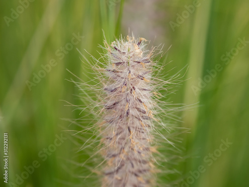 a beautiful grass flower in the day