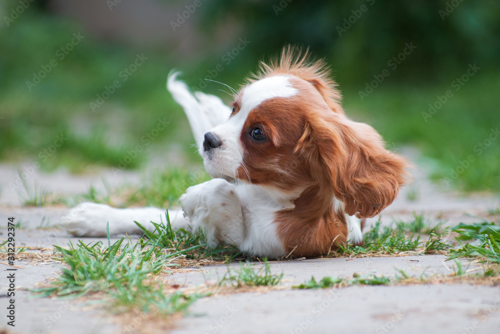 Young dog cavalier king charles spaniel wallowing