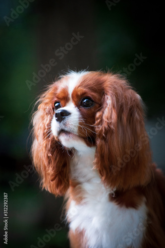 Portrait of a young dog cavalier king charles spaniel © katamount