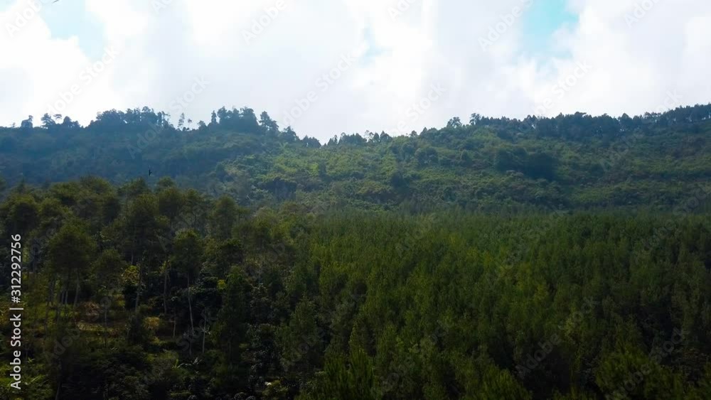 Pine forest located in west java Pine forest located in west java
