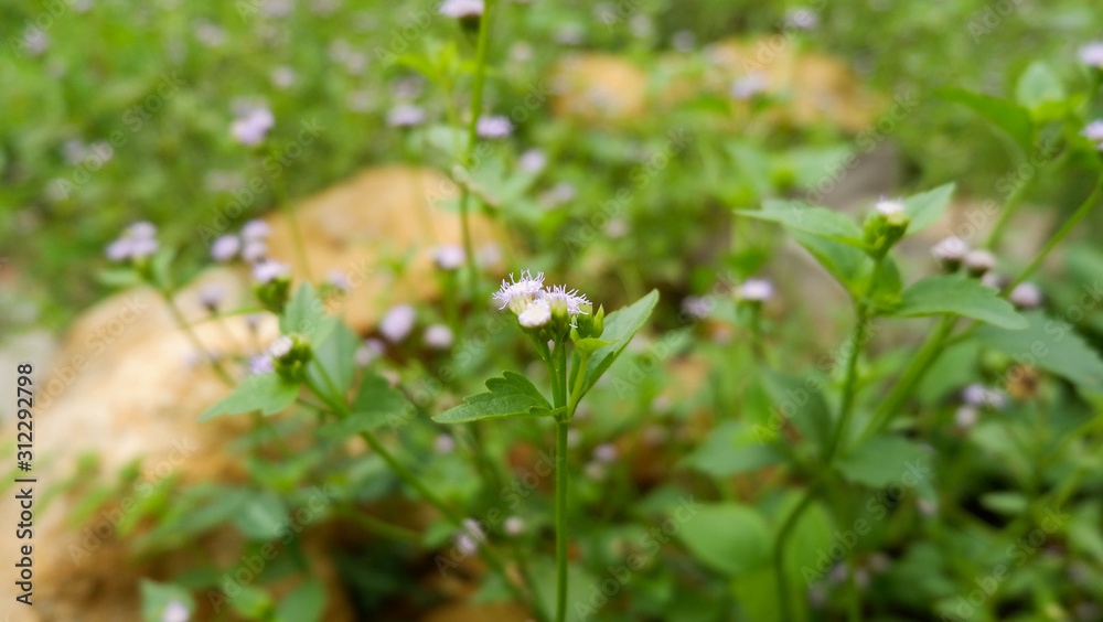 Fresh Green Wild Plants Blurred Background Fresh Green Wild Plants Blurred Background