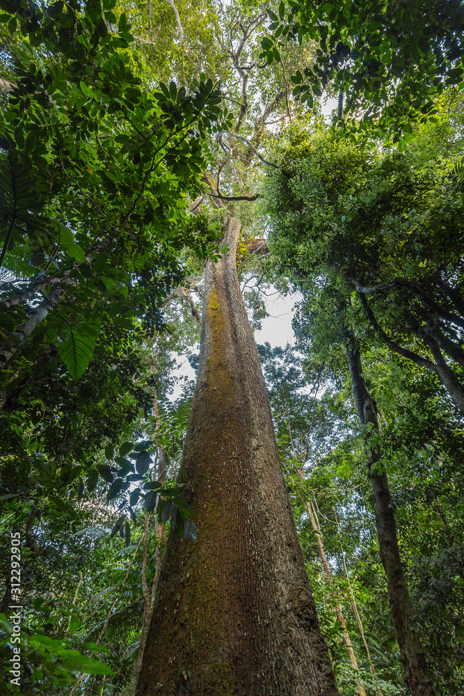 Fototapeta premium A massive Brazil nut tree, Bertholletia excelsa, in the rainforest.