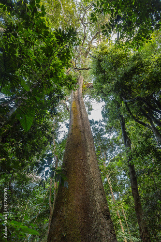 A massive Brazil nut tree, Bertholletia excelsa, in the rainforest.