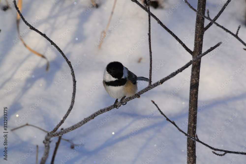 Black-capped Chickadee Black-capped Chickadee