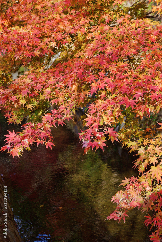 京都 哲学の道の美しい紅葉 Beautiful Autumn leaves on Philosopher's Path (Tetsugaku no Michi) in Kyoto, Japan 京都 哲学の道の美しい紅葉 Beautiful Autumn leaves on Philosopher's Path (Tetsugaku no Michi) in Kyoto, Japan