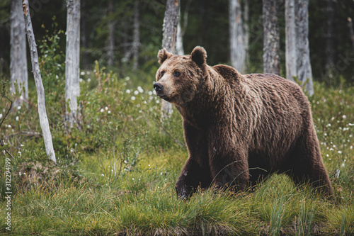 Brown Bear (Ursus arctos) on forest, Finland. © Brais Seara