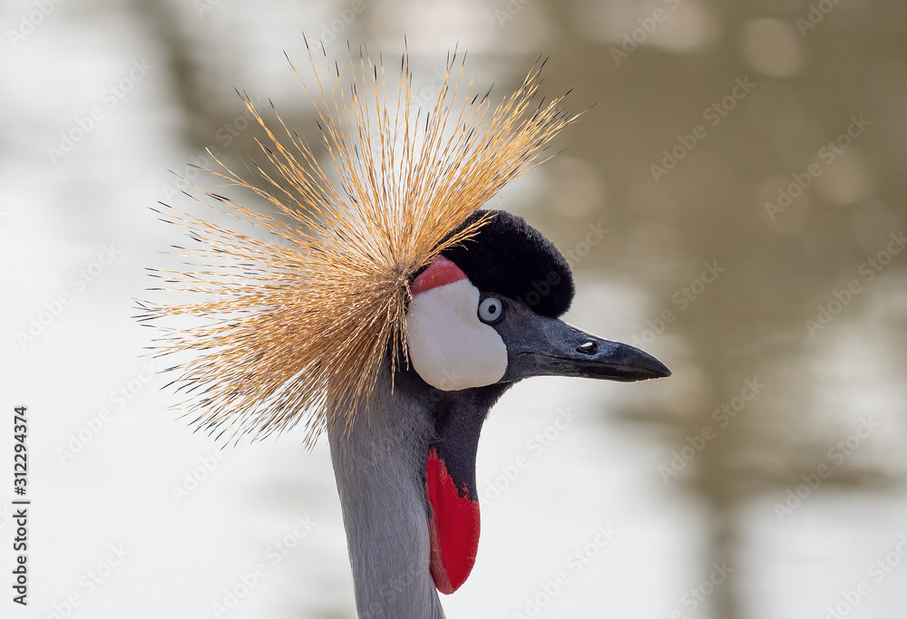 Fototapeta premium Close up Black Crowned Crane Standing in The Swamp