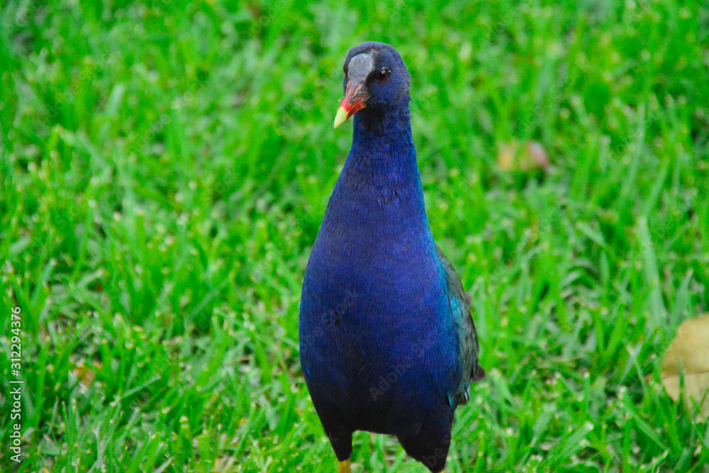 beautiful bird in colombia bogota
