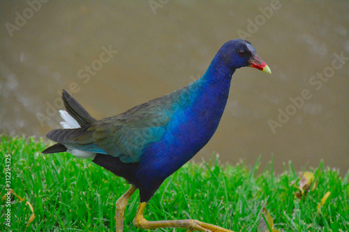 beautiful bird in colombia bogota