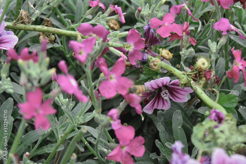 bees and flowers