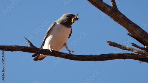 White-breasted Woodswallow (Artamus leucorynchus)