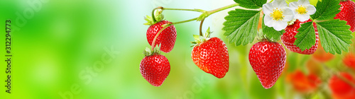 summer plant garden red strawberry 