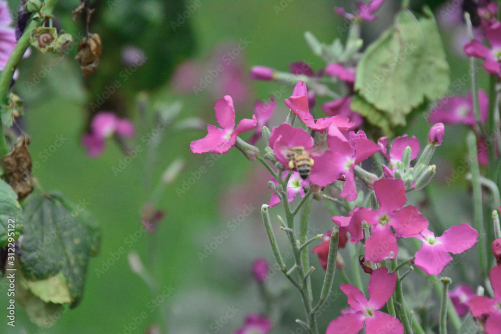 bees and flowers