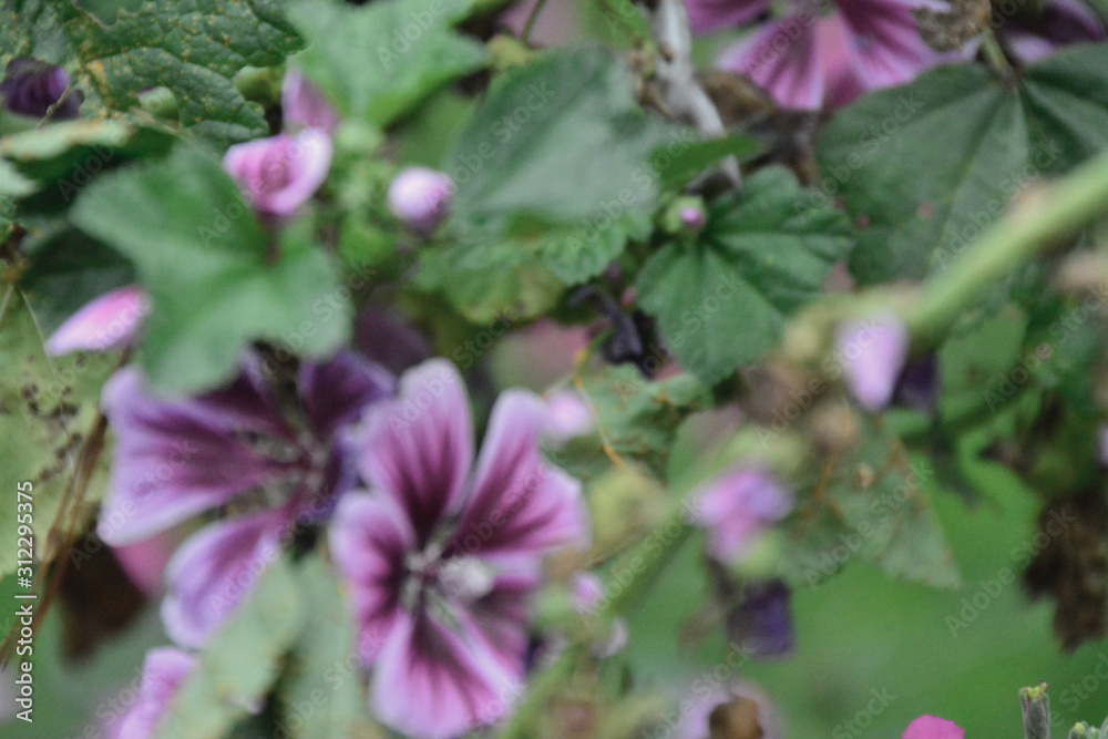 Obraz premium bees and flowers