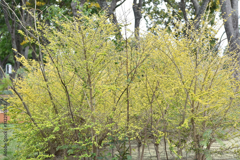 trees in the forest