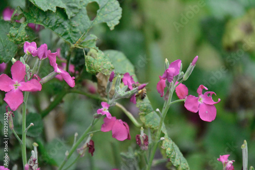 bees and flowers