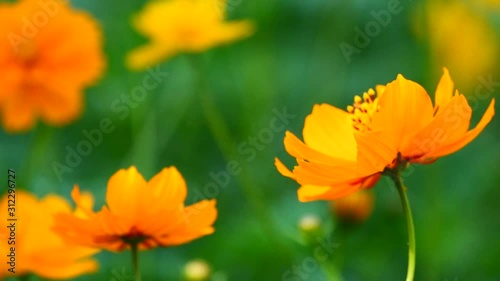 a beautiful cosmos in the morning