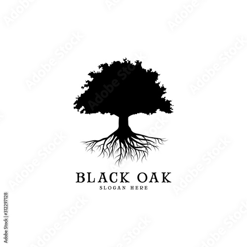 Fotografie, Obraz black oak tree logo and roots design illustration