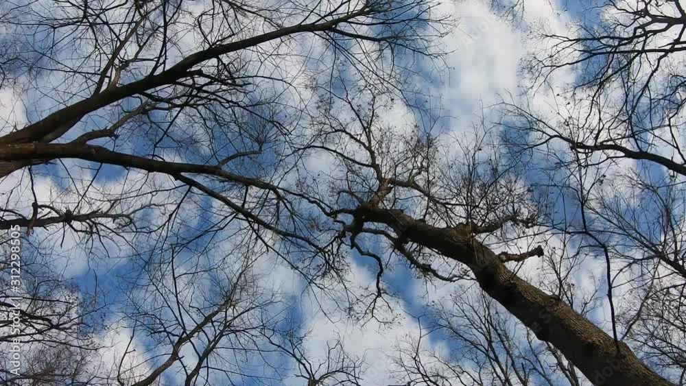 POV; Driving through a forest during the winter while looking up; enjoying the bare deciduous trees and blue sky with soft clouds