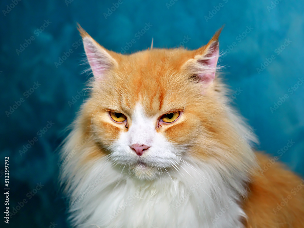 Two color maine coon cat