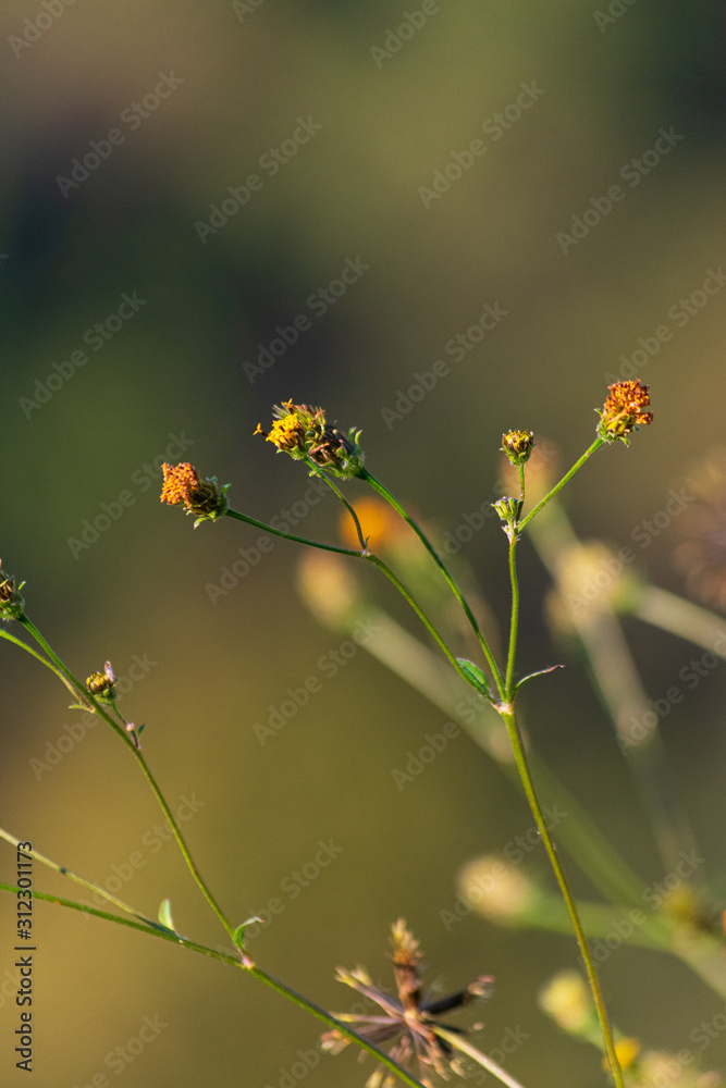 Pequeñas flores amarillas con fondo desenfocado Pequeñas flores amarillas con fondo desenfocado
