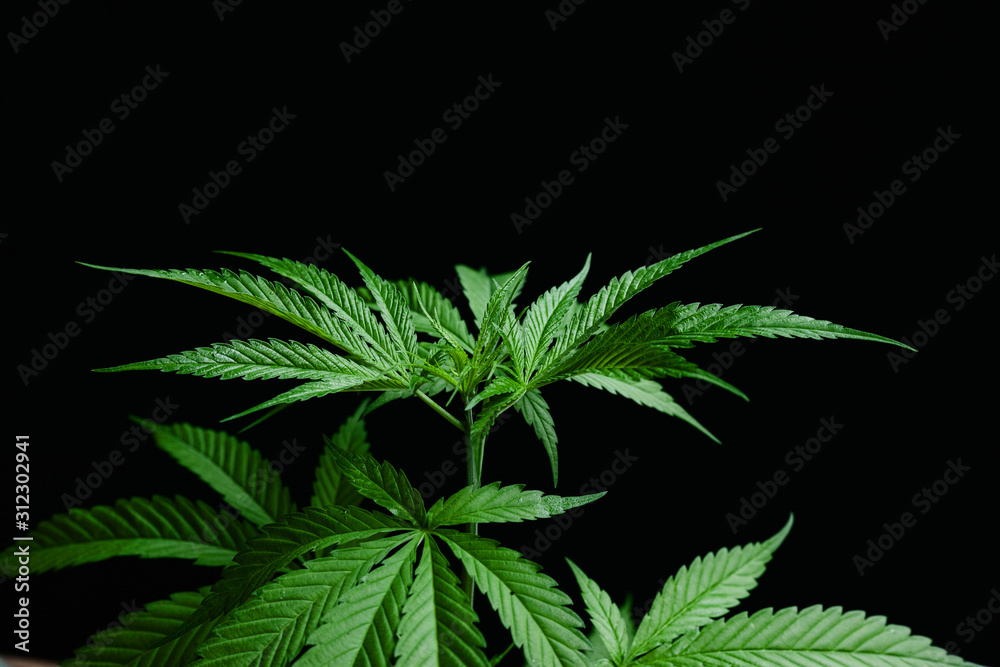 Marijuana plant isolated on black background. Growing medical marijuana. Marijuana plant isolated on black background. Growing medical marijuana.