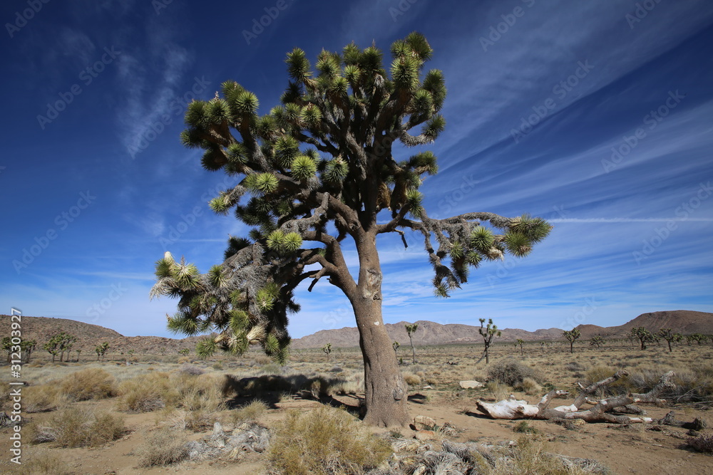 Joshua trees in Joshua Tree National park with blue sky and desert rocks